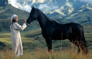 The Young Black Stallion
