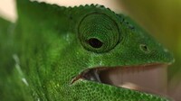 Vladajući reptili