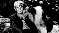 Lassie - Obojena brda