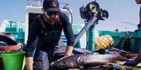 Alien Sharks: Ghosts Of Japan