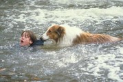 Lassie